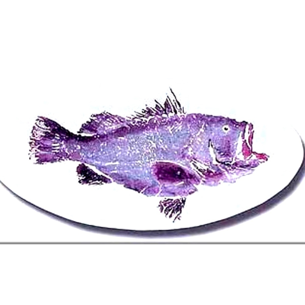Gyotoku Ceramic Fish Platter New in Box